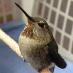 Wolf Hollow staff advises how to aid wildlife in the winter