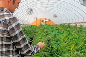 Long legal battle over pot farm settled