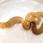 Contributed photo/Shawn Luttrell, University of Washington                                 An intact, live acorn worm. The head is on the far left, and the worm will be cut in the middle.
