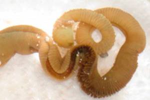 Friday Harbor labs study if humans can regrow limbs