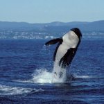 Contributed photo/Center for Whale Research                                &ldquo;Granny was very a rambunctious whale and a known breacher,&rdquo; said Center for Whale Research Research Director Deborah Giles. This photo was taken in 1998.