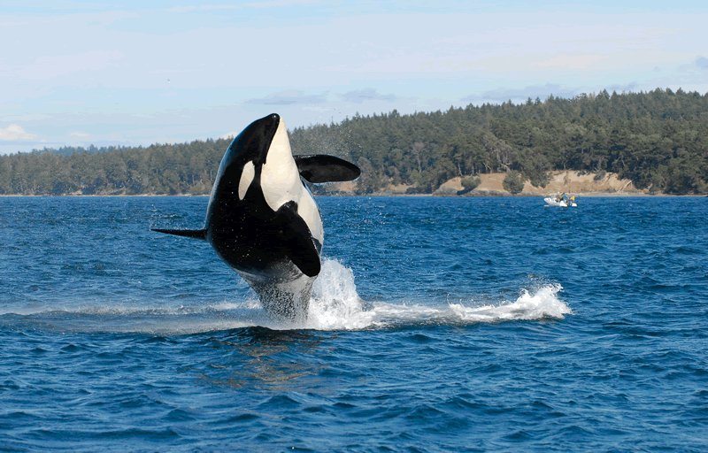 Contributed photo/Center for Whale Research                                Granny breaches, or leaps out of the water, in 2010.