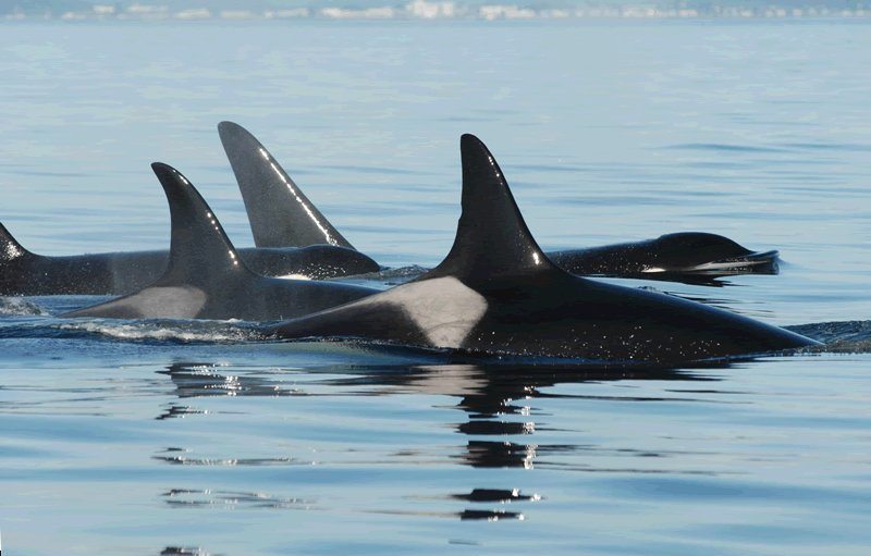 Contributed photo/Center for Whale Research                                Granny swims with J pod members in 2011.