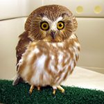 A look at owls on the San Juan Islands