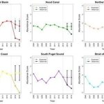 Sunflower sea stars population dwindles