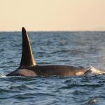NOAA invites input on proposed killer whale protection zone