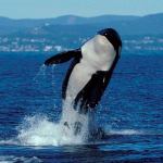 Public comment opened on petition to protect killer whales from noise