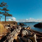 Contributed photo/Diana Mancel, San Juan Island Trails                                Learn about Rueben Tarte on a hike in Rueben State Park on Jan. 28.