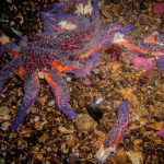 Contributed photo/Jenn Collins                                Sea Star Wasting Disease has taken its deadly toll on at least 20 species of echinoderms, but has affected sunflower sea stars the most, according to the SeaDoc Society.