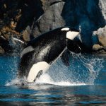 Community potluck set to honor orca Granny