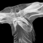 Contributed image/Friday Harbor Laboratories                                CT scan of a Great Hammerhead shark head.