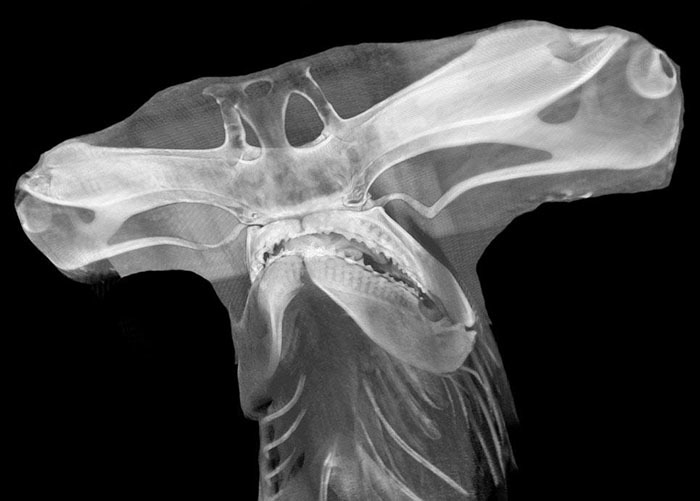 Contributed image/Friday Harbor Laboratories                                CT scan of a Great Hammerhead shark head.