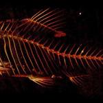 Contributed image/Friday Harbor Laboratories                                CT scan of an African Jae barb.