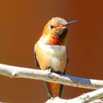 Rufous hummingbirds return to the San Juans
