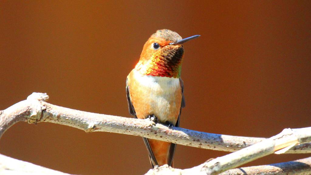 Rufous hummingbirds return to the San Juans