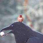 Rufous hummingbirds return to the San Juans
