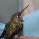 Rufous hummingbirds return to the San Juans