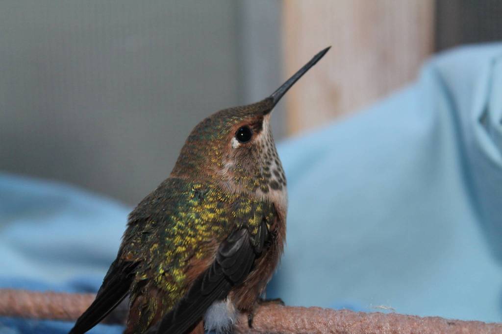 Rufous hummingbirds return to the San Juans