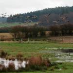 Design bird watching area at False Bay Creek