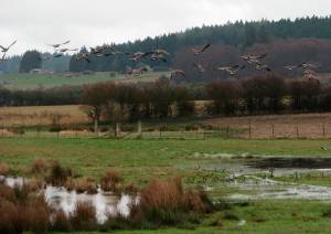 Design bird watching area at False Bay Creek