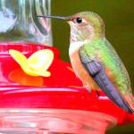 Rufous hummingbirds return to the San Juans