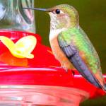 Rufous hummingbirds return to the San Juans