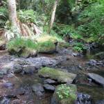 Celebrate the opening of Coho preserve with the Land Bank