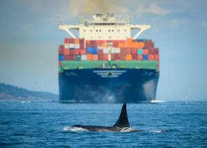 Contributed photo/ Captain Alan Niles, Maya&rsquo;s Legacy Whale Watching                                A Southern resident orca in front of a container ship.