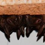 Contributed photos/Kwaiht