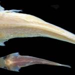 Contributed photo/Kevin Conway and Glenn Moore                                The only two known specimens were found on museum shelves, where they had sat for 40 years.