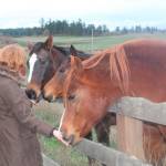 Celebrate Help a Horse Day at Island Haven Animal Sanctuary