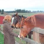 Staff photo/Hayley Day                                Three rescued horses are petted at the Island Haven Animal Sanctuary.