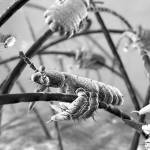 What to do if you get head lice