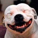 Contributed photo/Animal Protection Society of Friday Harbor