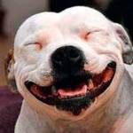 Donate to animal shelter at ‘yappy hour’