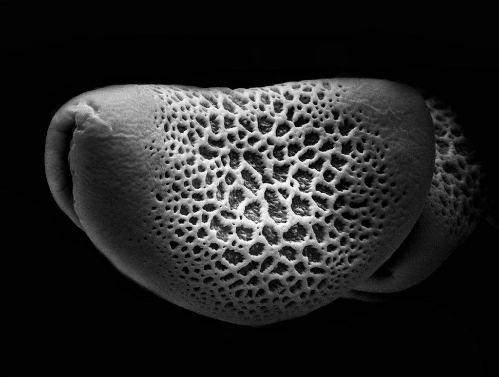 Camas pollen magnified 3400 times