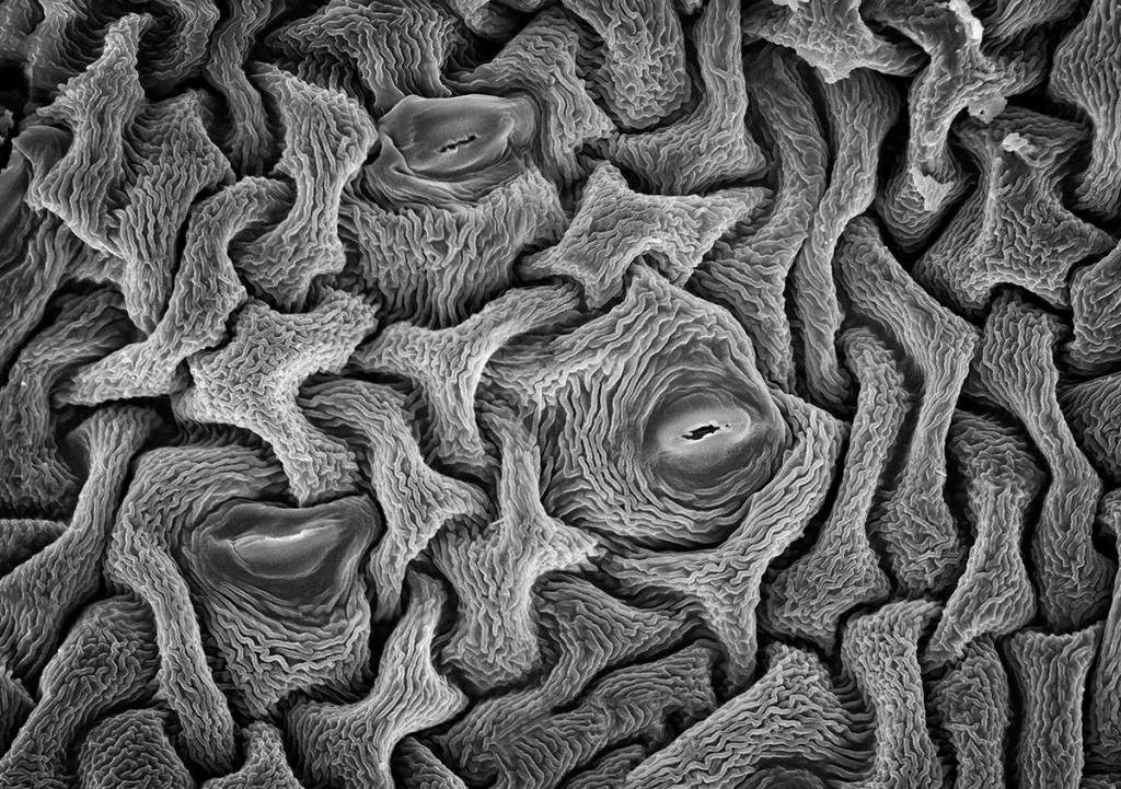 Camas Sepal Stomata magnified 2200 times