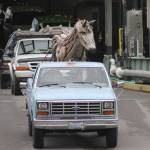 Bow, Washington artist drives driftwood horse to sculpture park