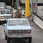 Bow, Washington artist drives driftwood horse to sculpture park