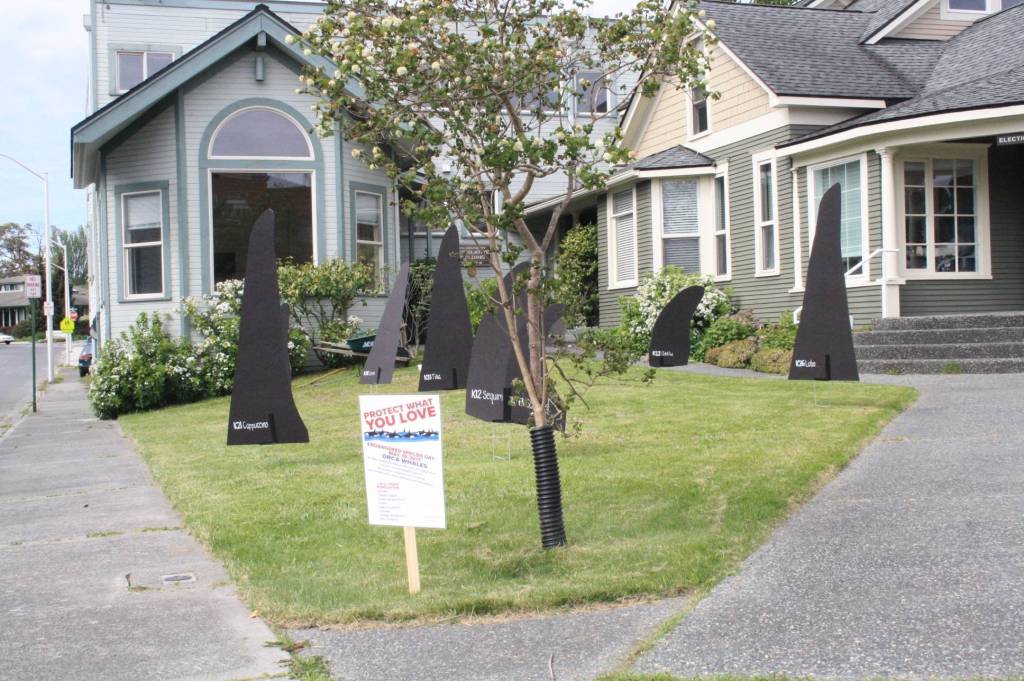 Staff photo/Hayley Day                                Southern resident killer whales from the K pod were in front of the county council chambers.