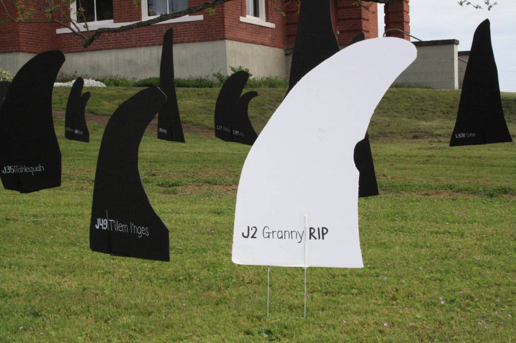 Staff photo/Hayley Day                                Granny, once the oldest known orca, died last January.