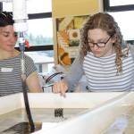 Staff photo/Hayley Day                                Islanders viewed kelp, starfish and other marine creatures, up-close.