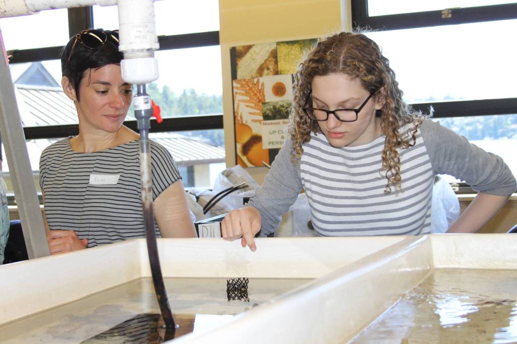 Staff photo/Hayley Day                                Islanders viewed kelp, starfish and other marine creatures, up-close.