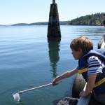 Staff photo/Hayley Day                                Islanders scooped marine creatures like jellyfish from the pier.