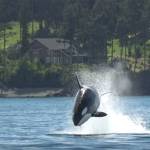 Transient killer whales off San Juan Island’s north shore | Video