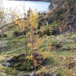 Memorial trees replanted on Land Bank property