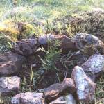 Memorial trees replanted on Land Bank property