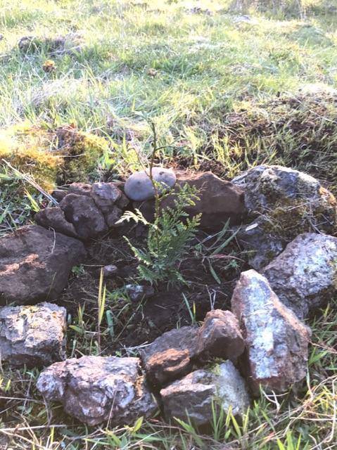 Memorial trees replanted on Land Bank property