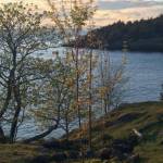Memorial trees replanted on Land Bank property