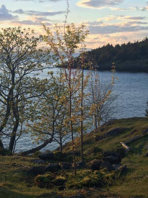 Memorial trees replanted on Land Bank property